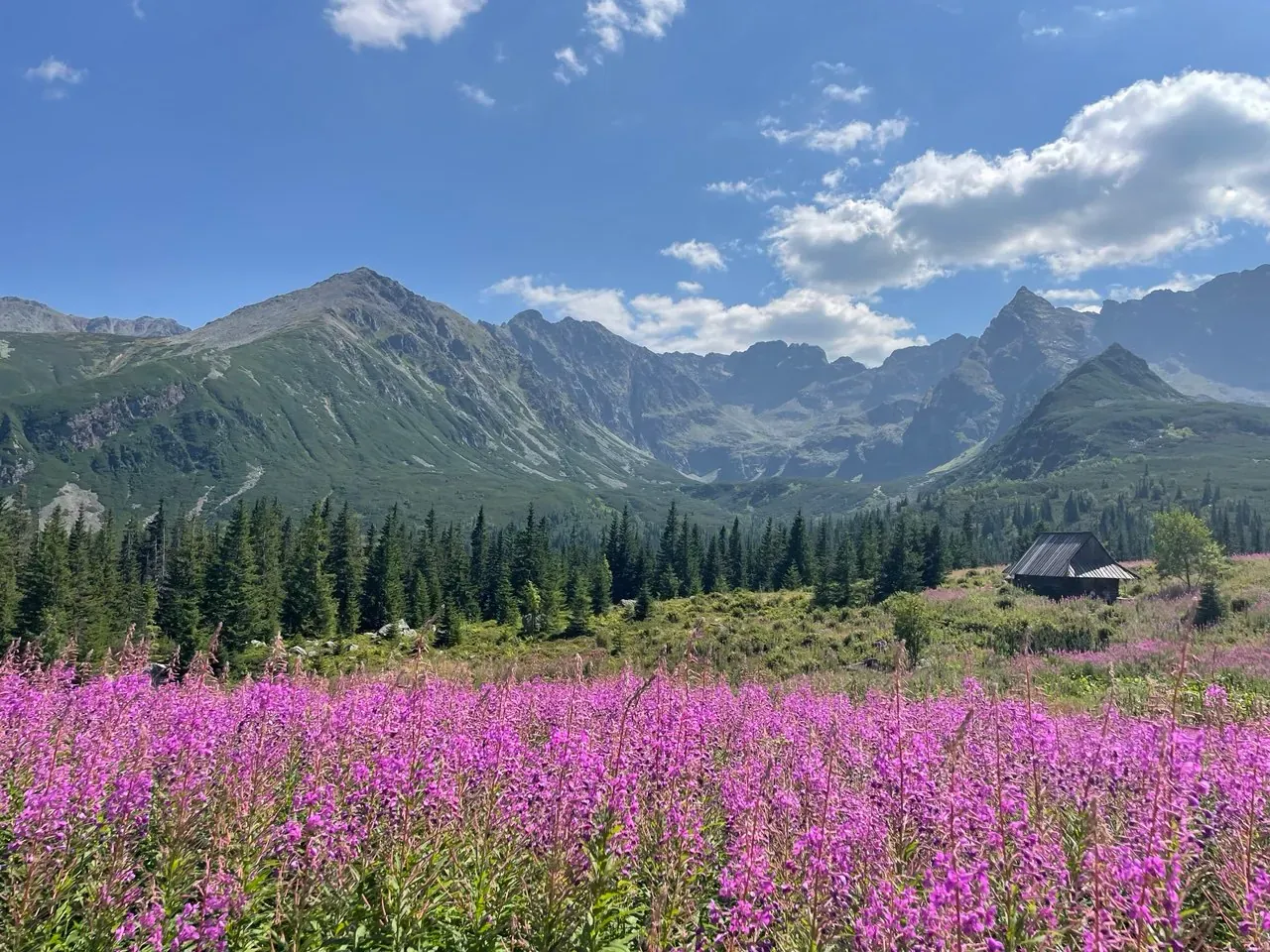 Hala Gąsienicowa in summer: pink willowherb in the foreground, a wooden hut and the High Tatra peaks behind