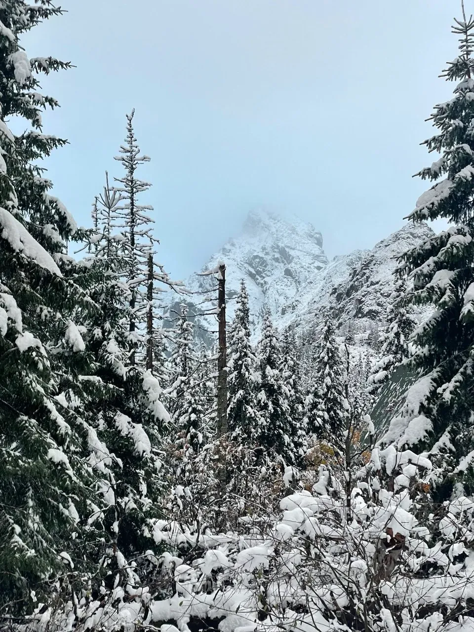 Spruce forest heavy with fresh snow, with a snowy Tatra peak in the background